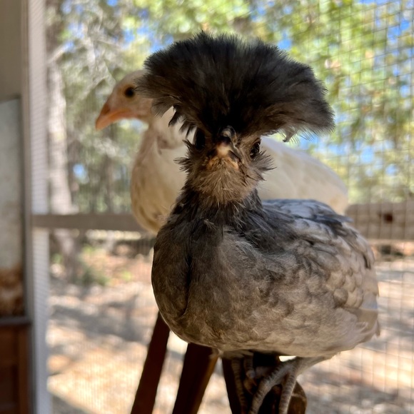 Meet your Posher - Picture 7 of 12